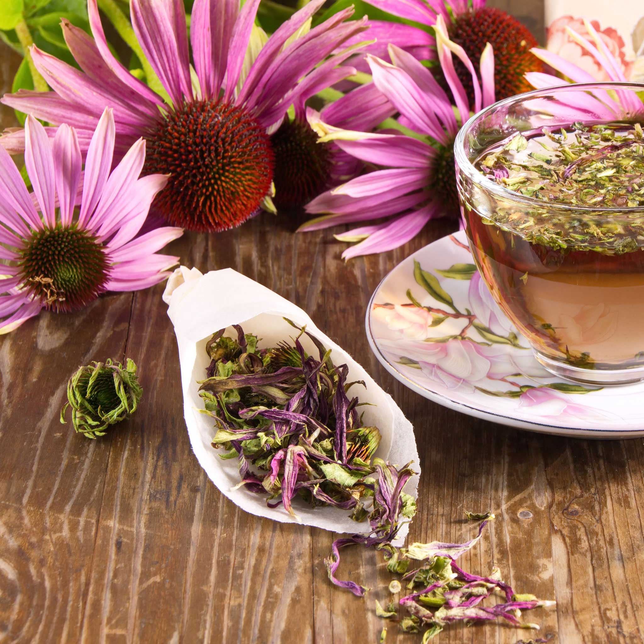 heirloom echinacea seeds