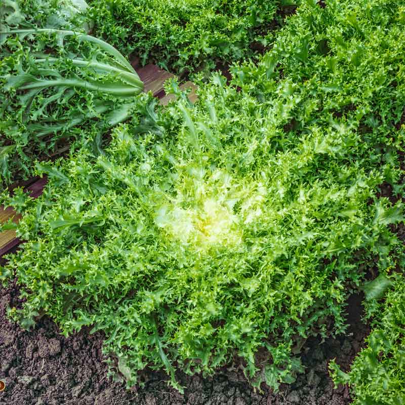 heirloom endive seeds