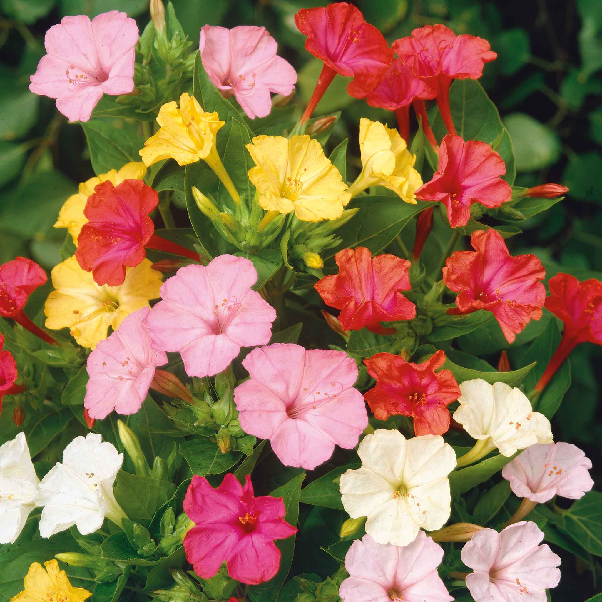 four oclock seed