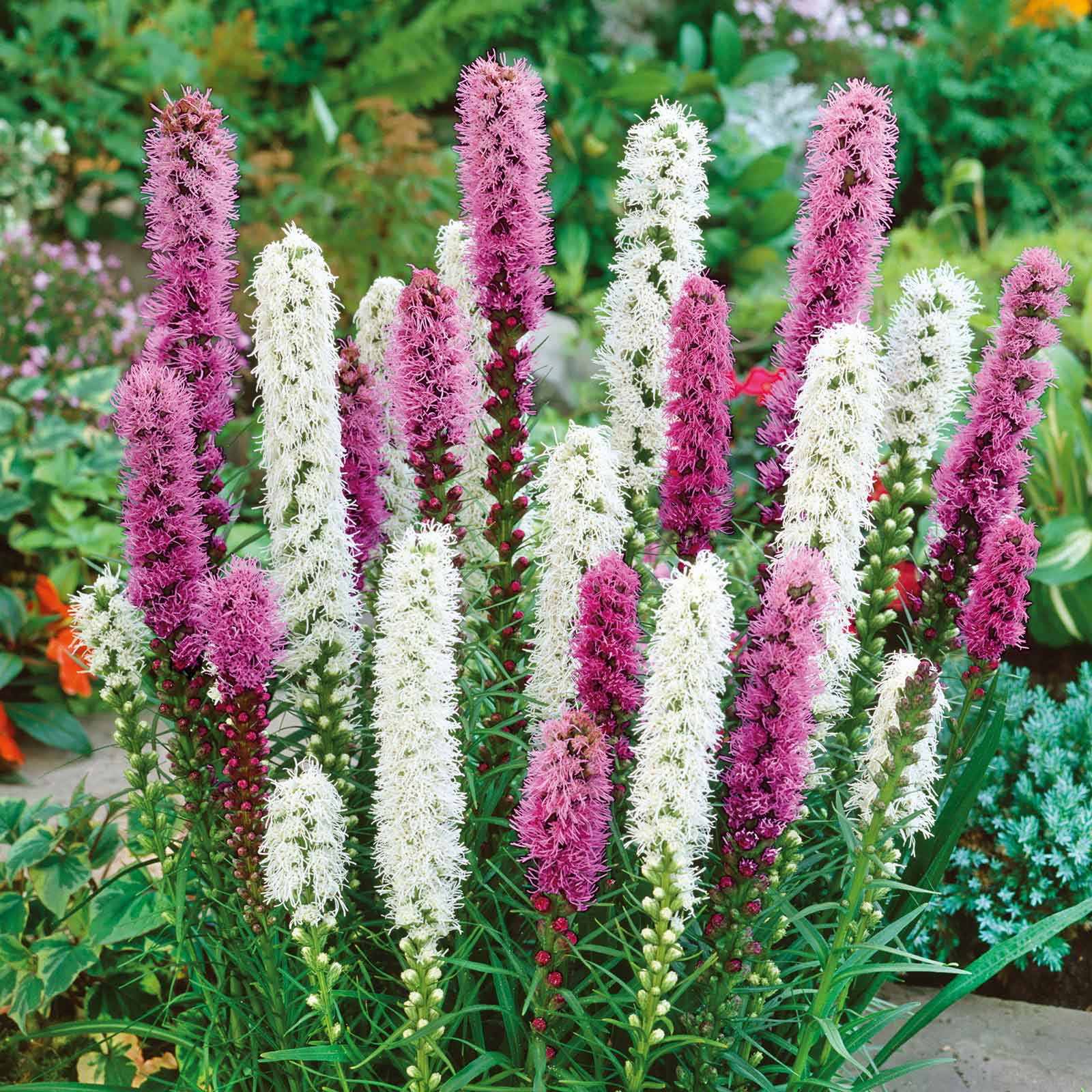 liatris spicata spring perennial