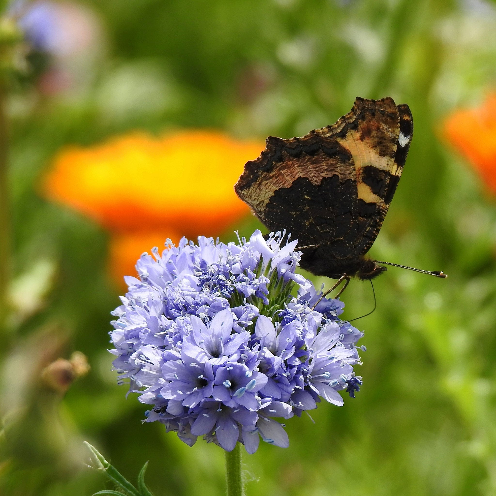 gilia seed