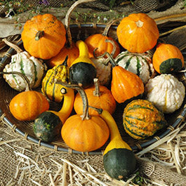 gourd seeds