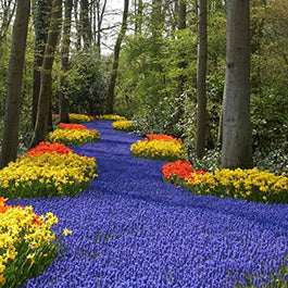 grape hyacinth muscari bulbs