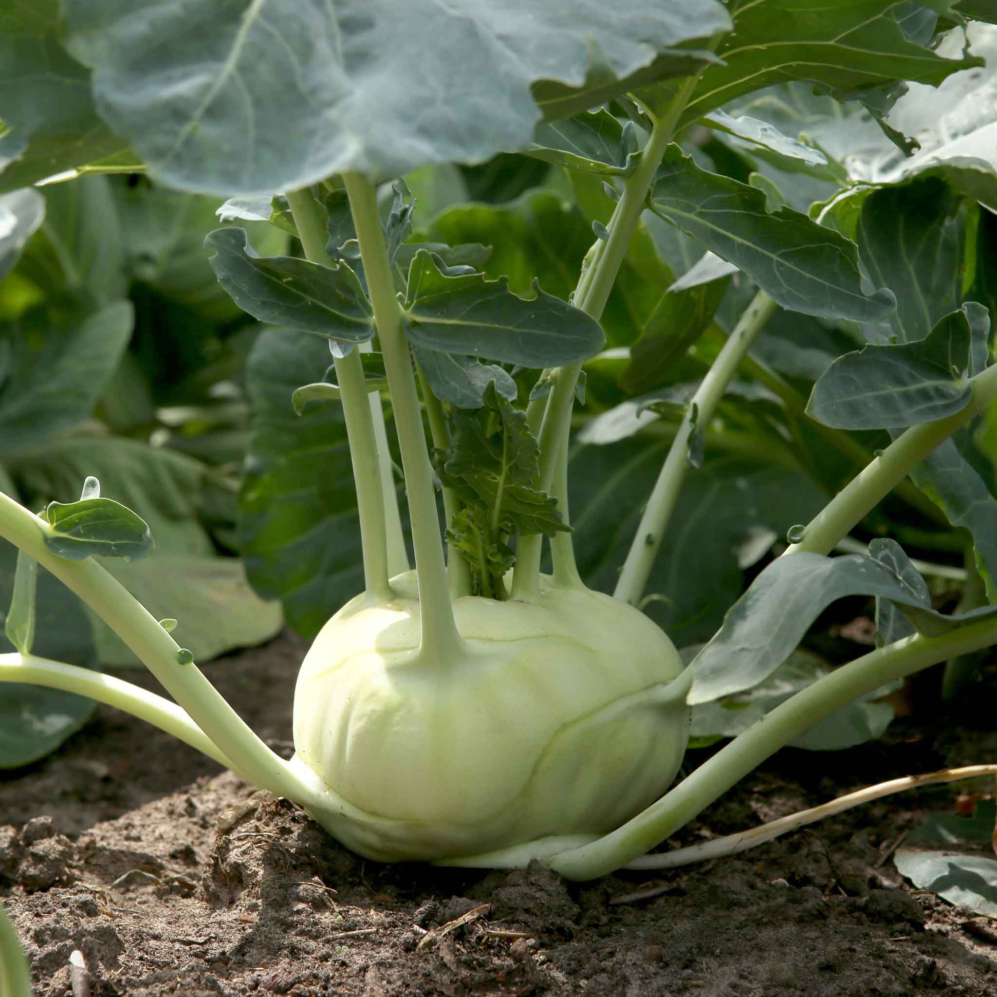 heirloom kohlrabi seeds