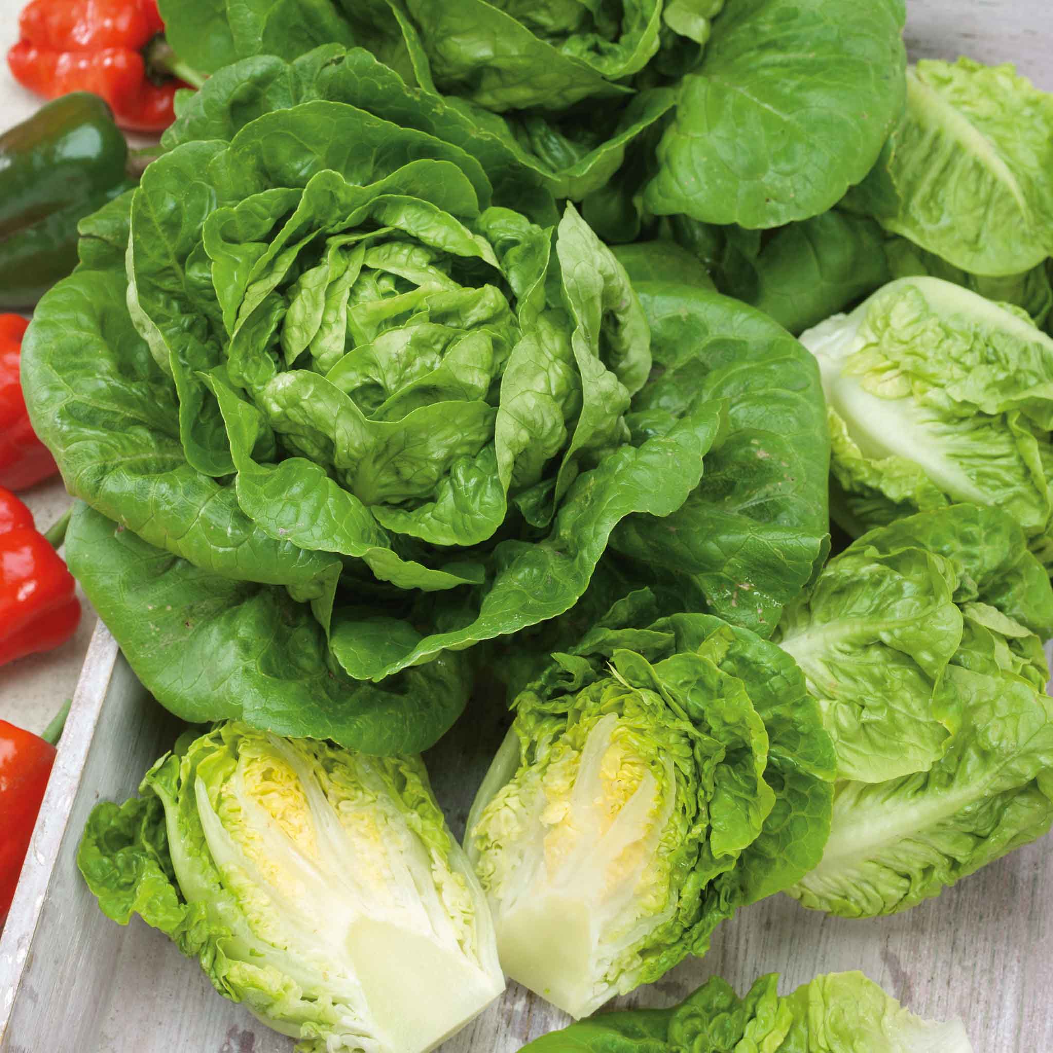 organic lettuce seeds
