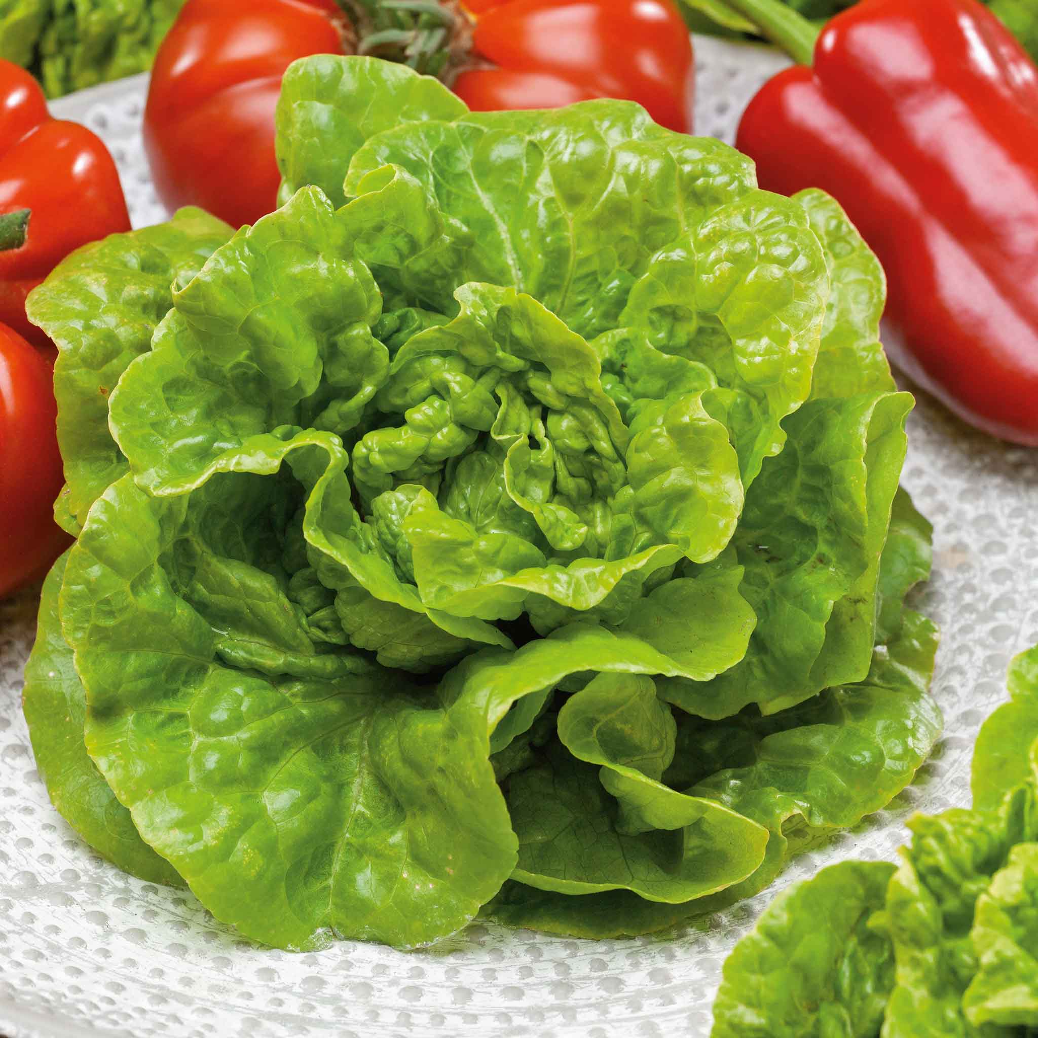 lettuce seeds