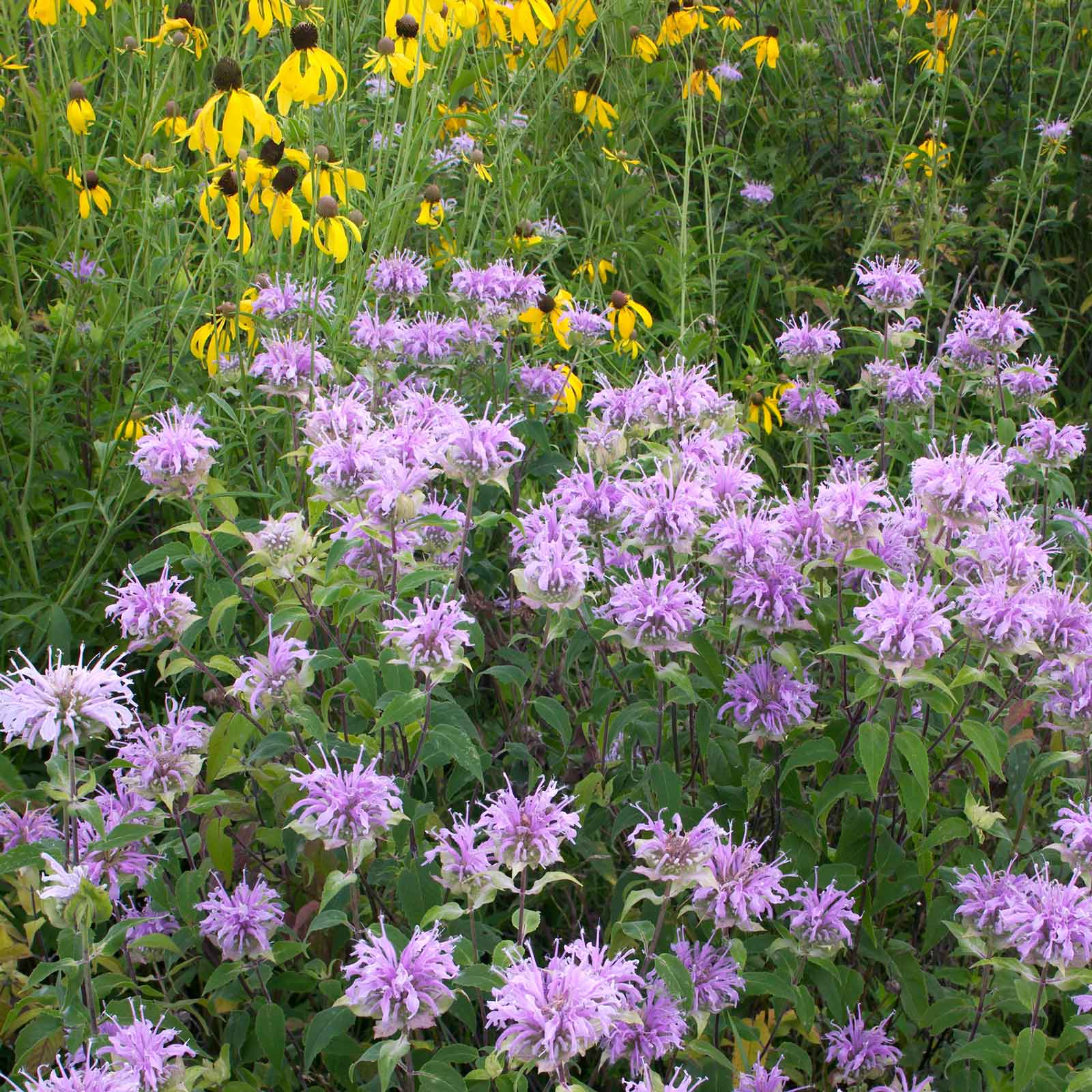 monarda seed