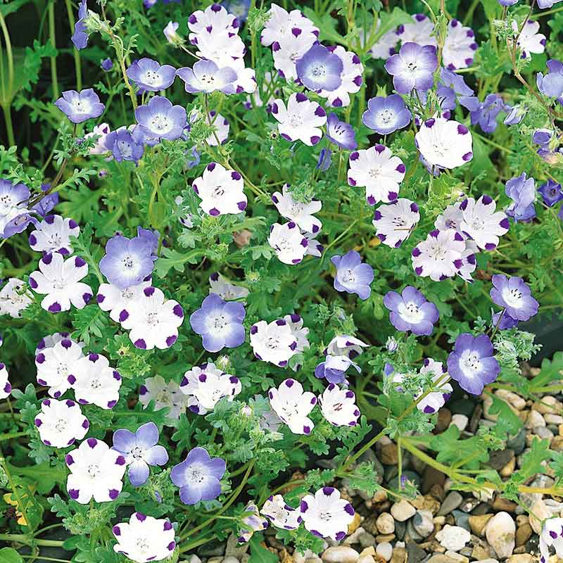nemophila seeds