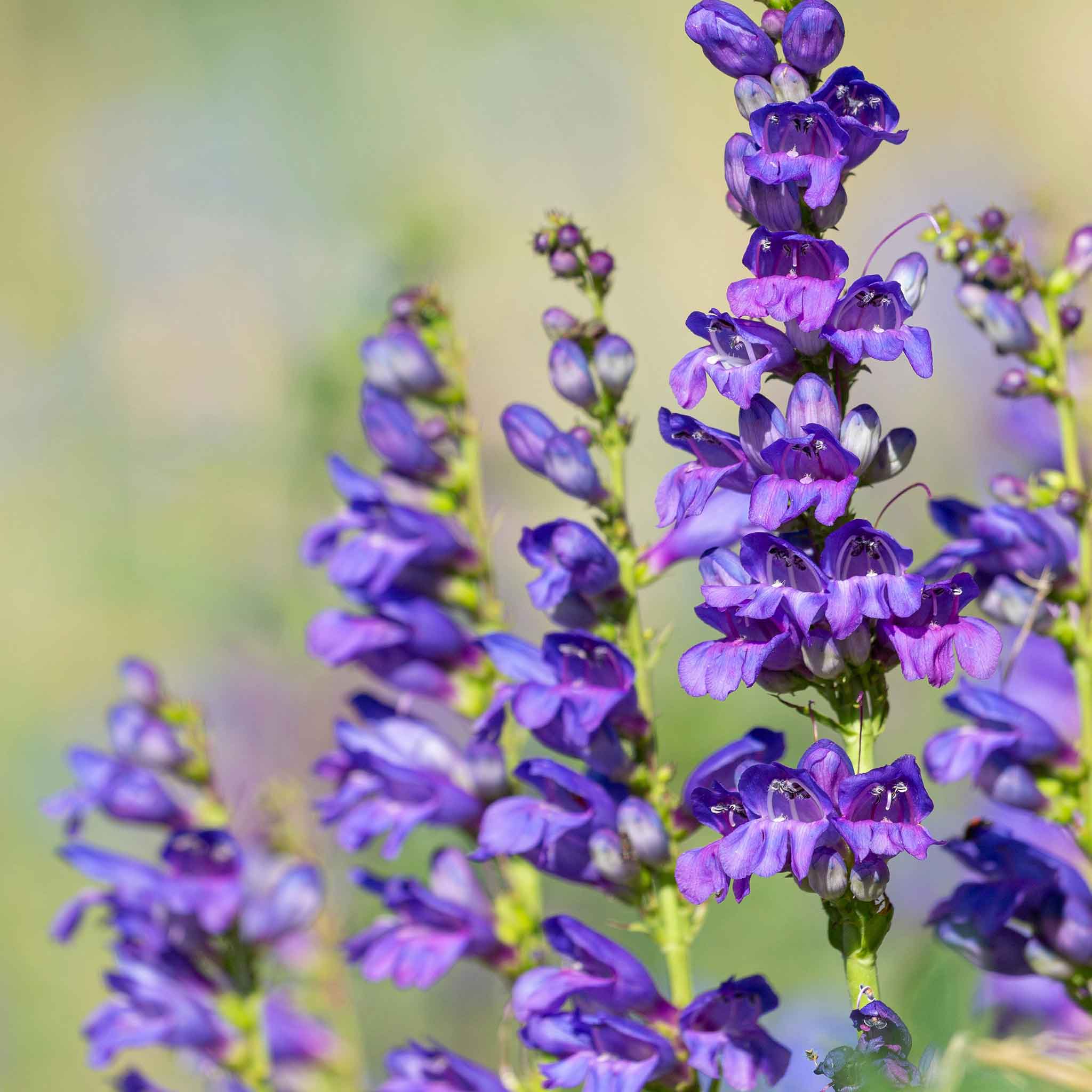penstemon seeds