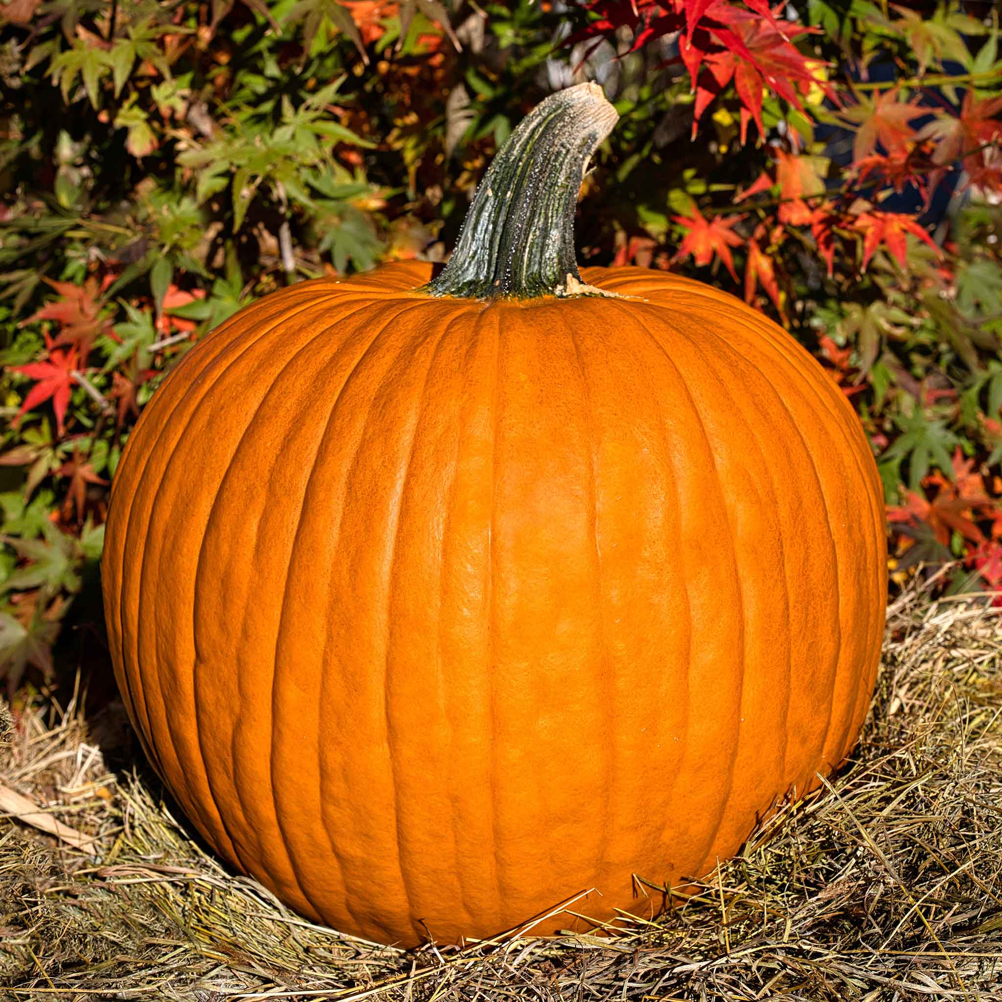 heirloom pumpkin seeds