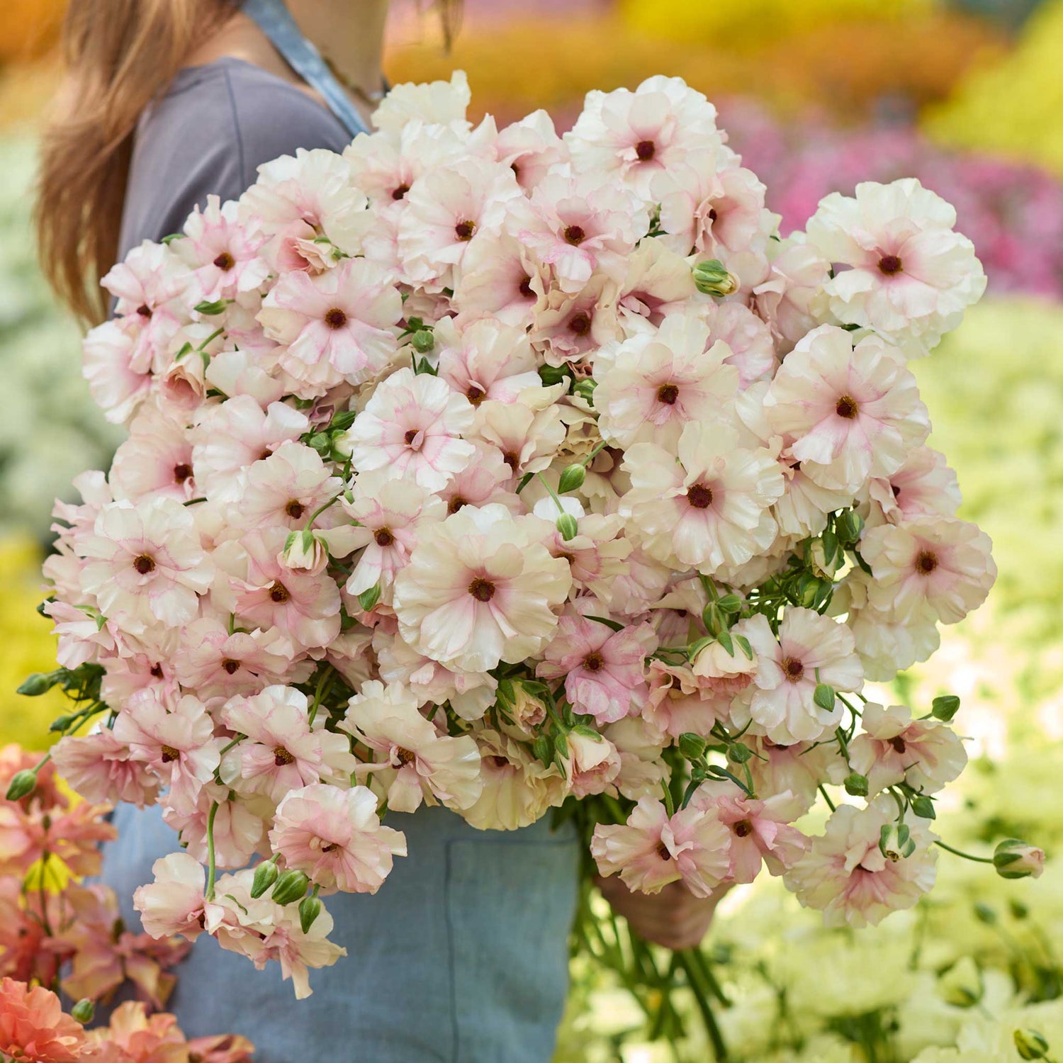 Ranunculus Bulbs