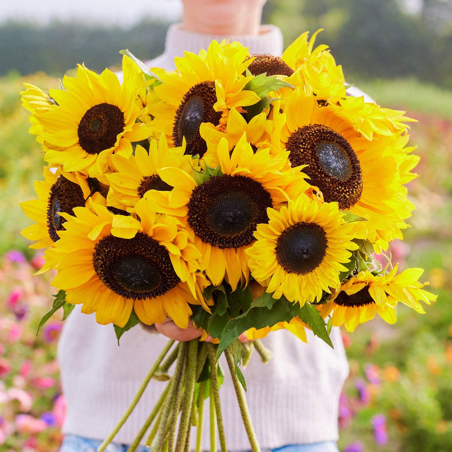 Sunflower Seeds
