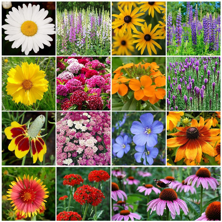 wildflower mixes by the pound