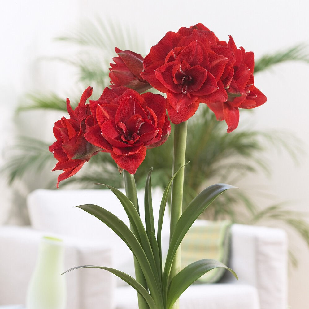 indoor planted bulbs