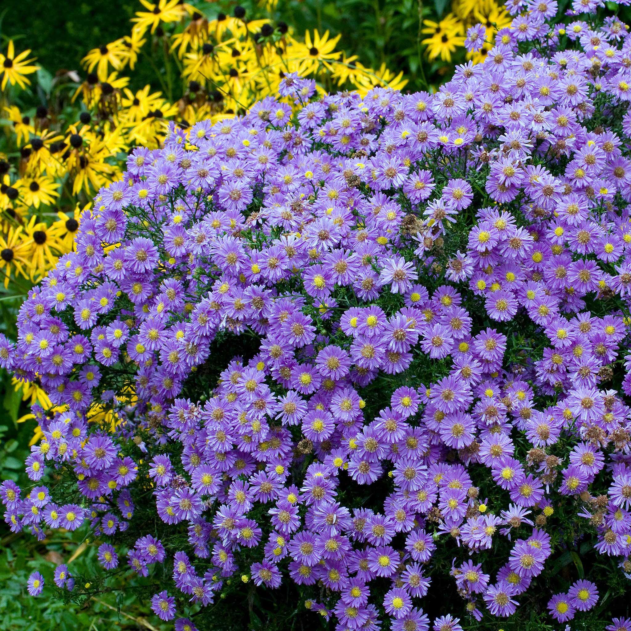 aster roots