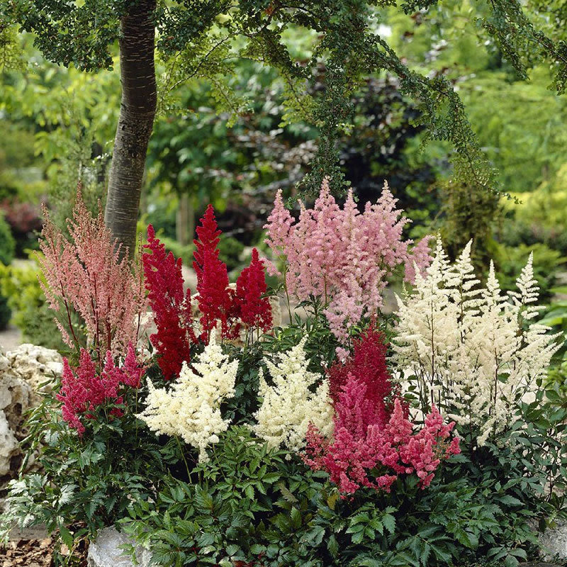 astilbe bulbs