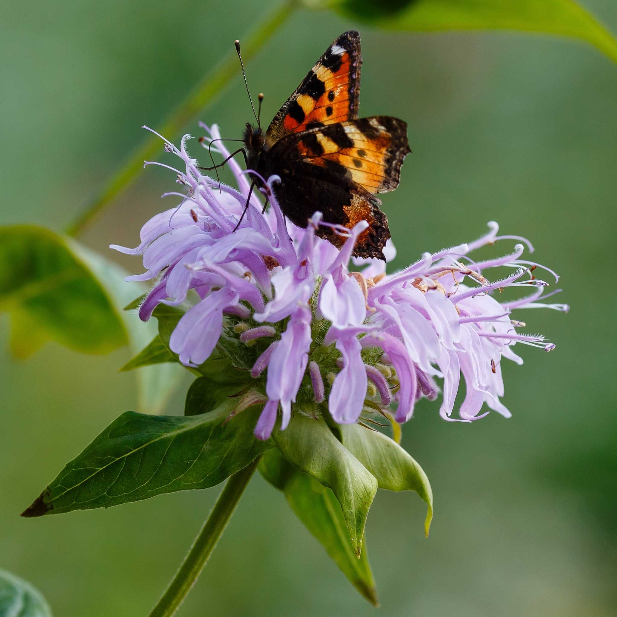 bee balm seeds
