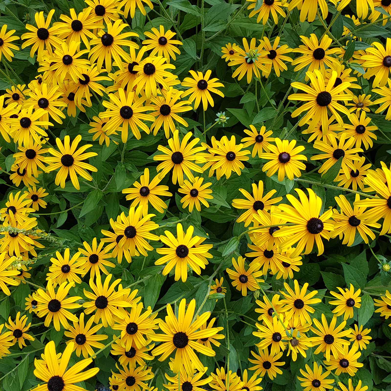 drought tolerant seeds and flower bulbs