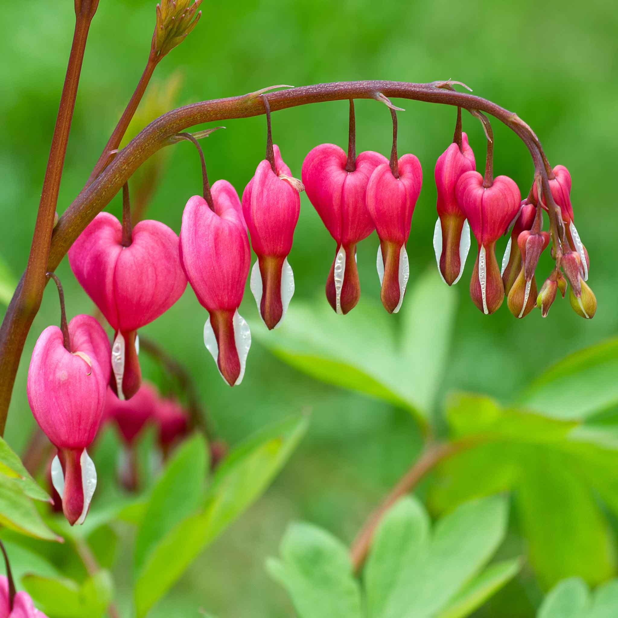 bleeding heart roots