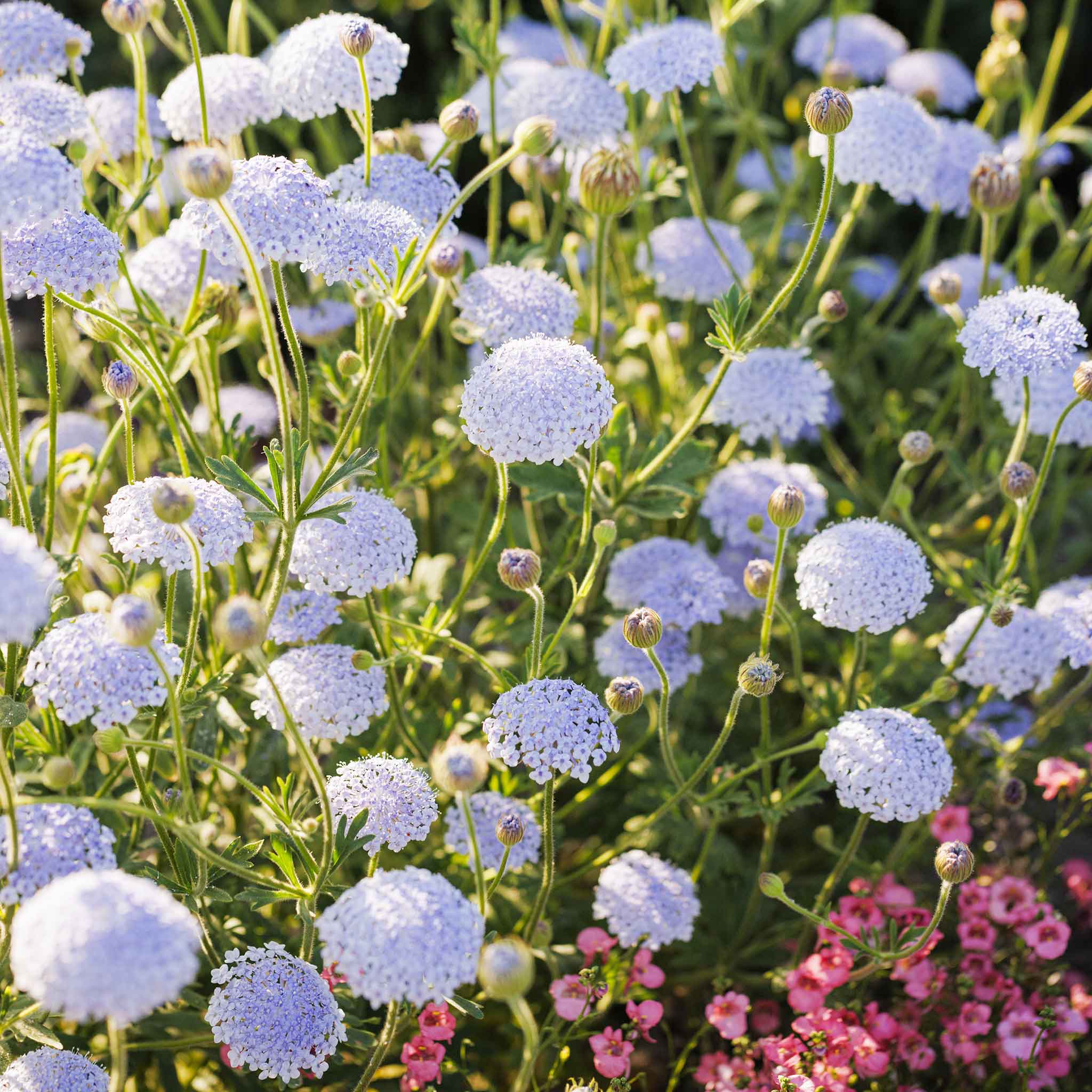 Lace Flower Seeds