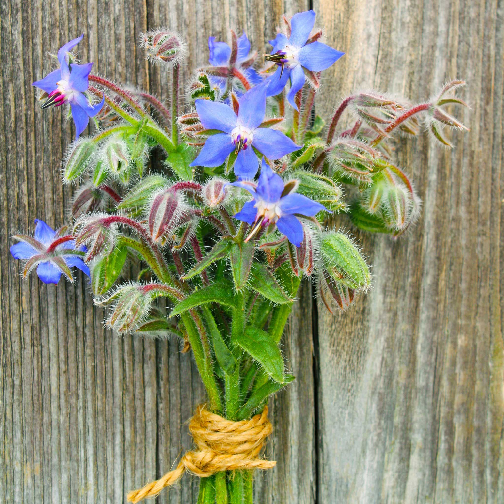 heirloom borage seeds