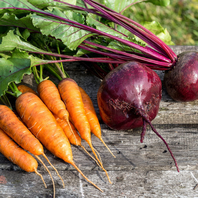 fall vegetable seeds