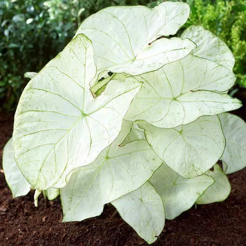 caladium bulbs