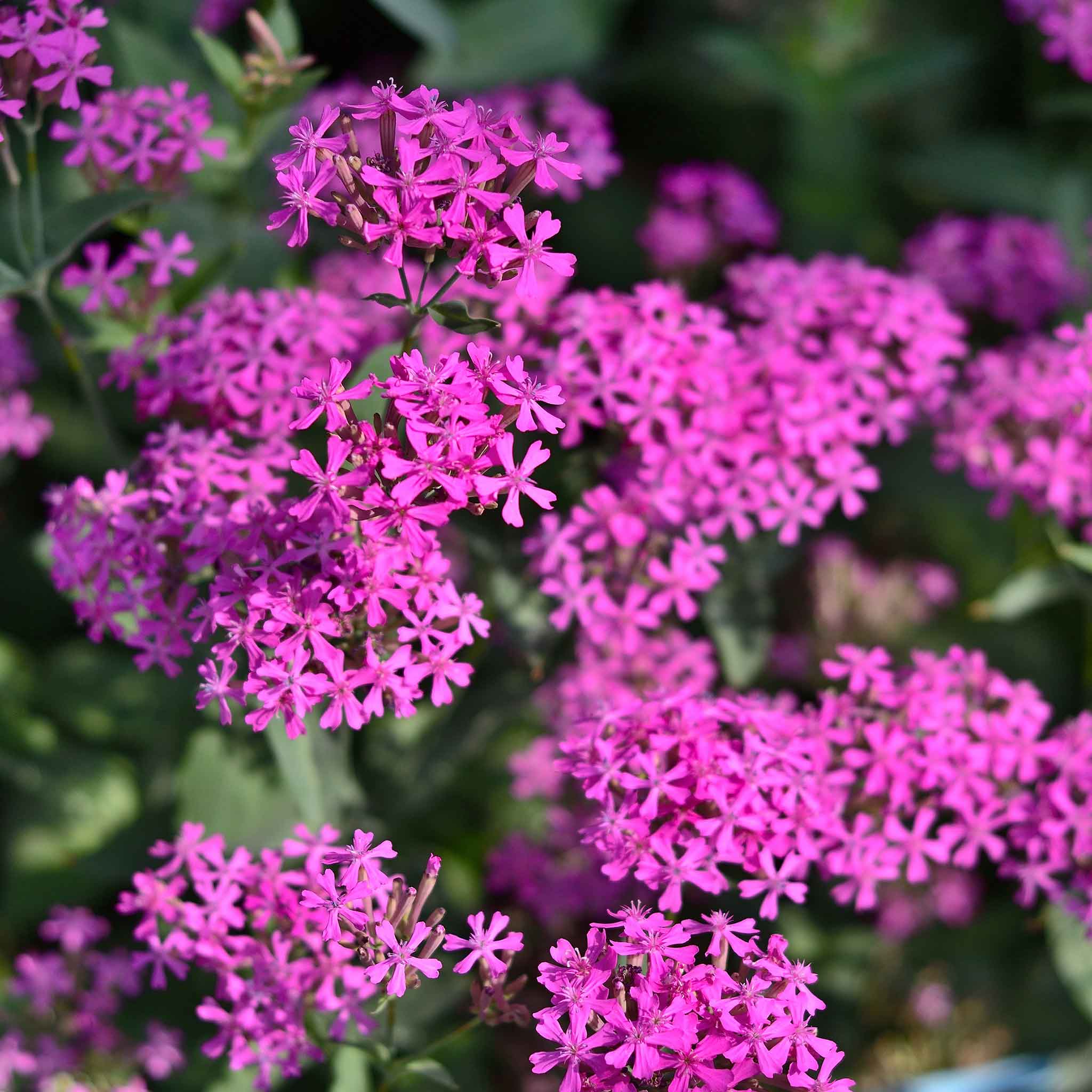 catchfly seed