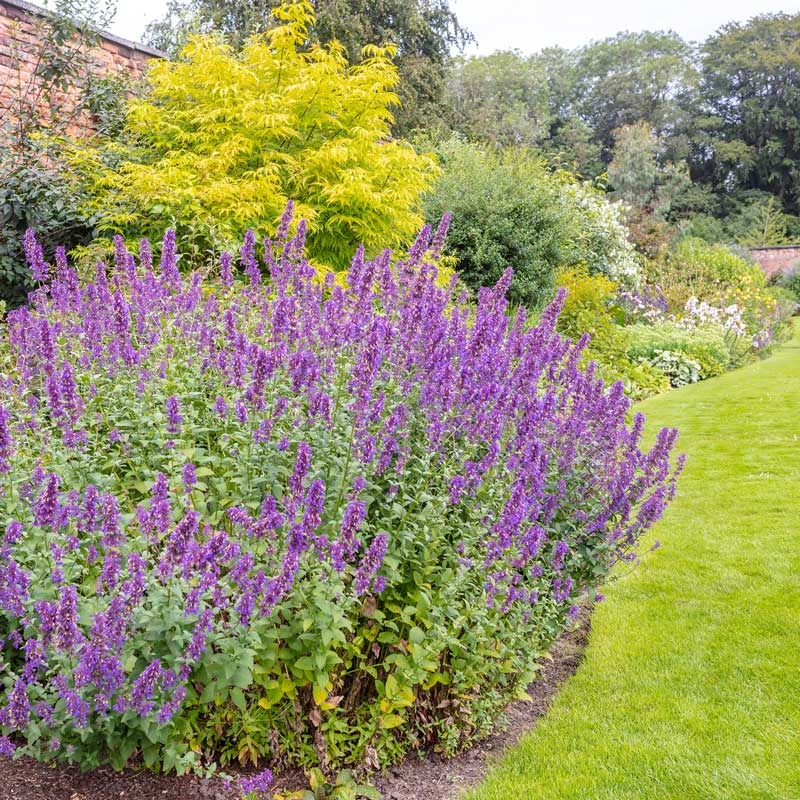 catmint seeds