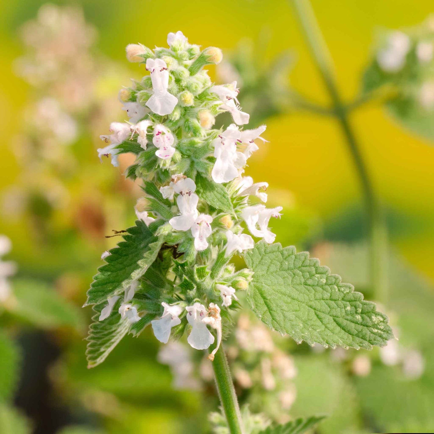 Catnip Seeds