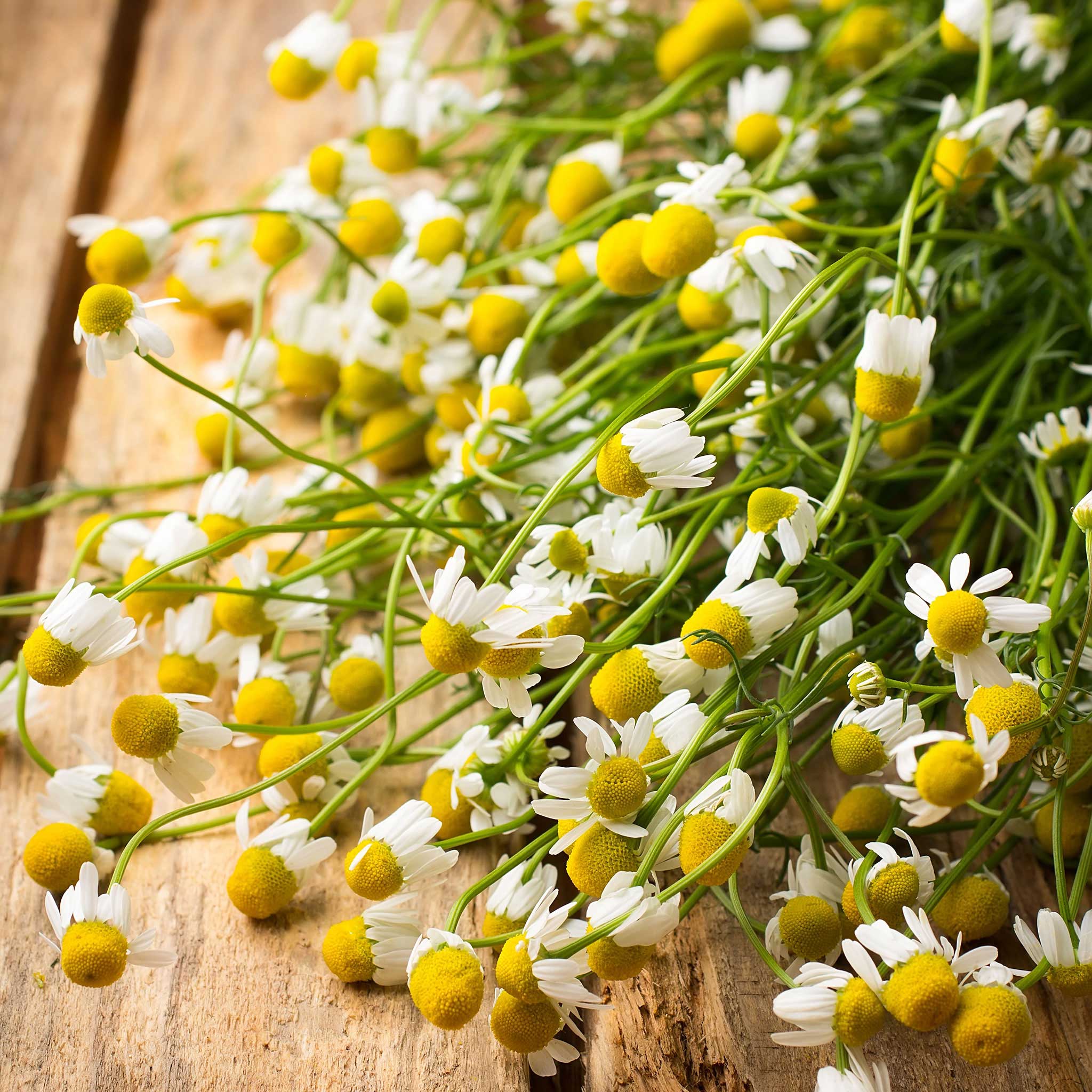 heirloom chamomile seeds