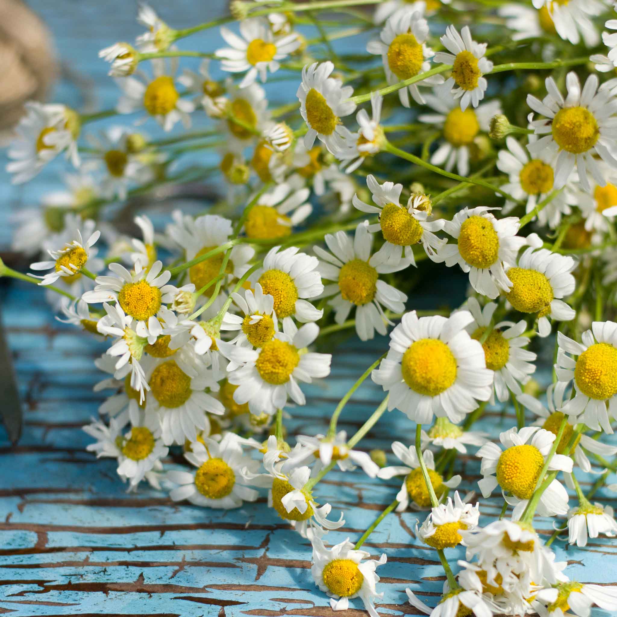 chamomile seeds