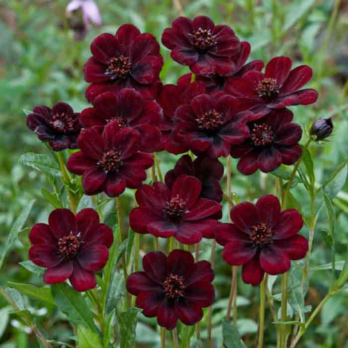 cosmos roots
