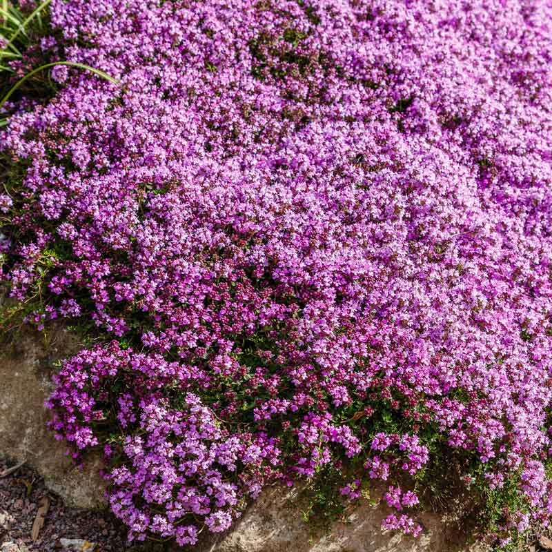 creeping thyme seeds