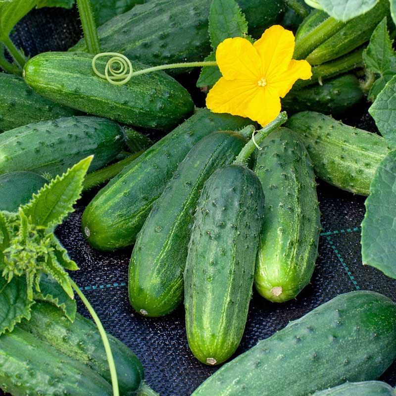 Cucumber Seeds