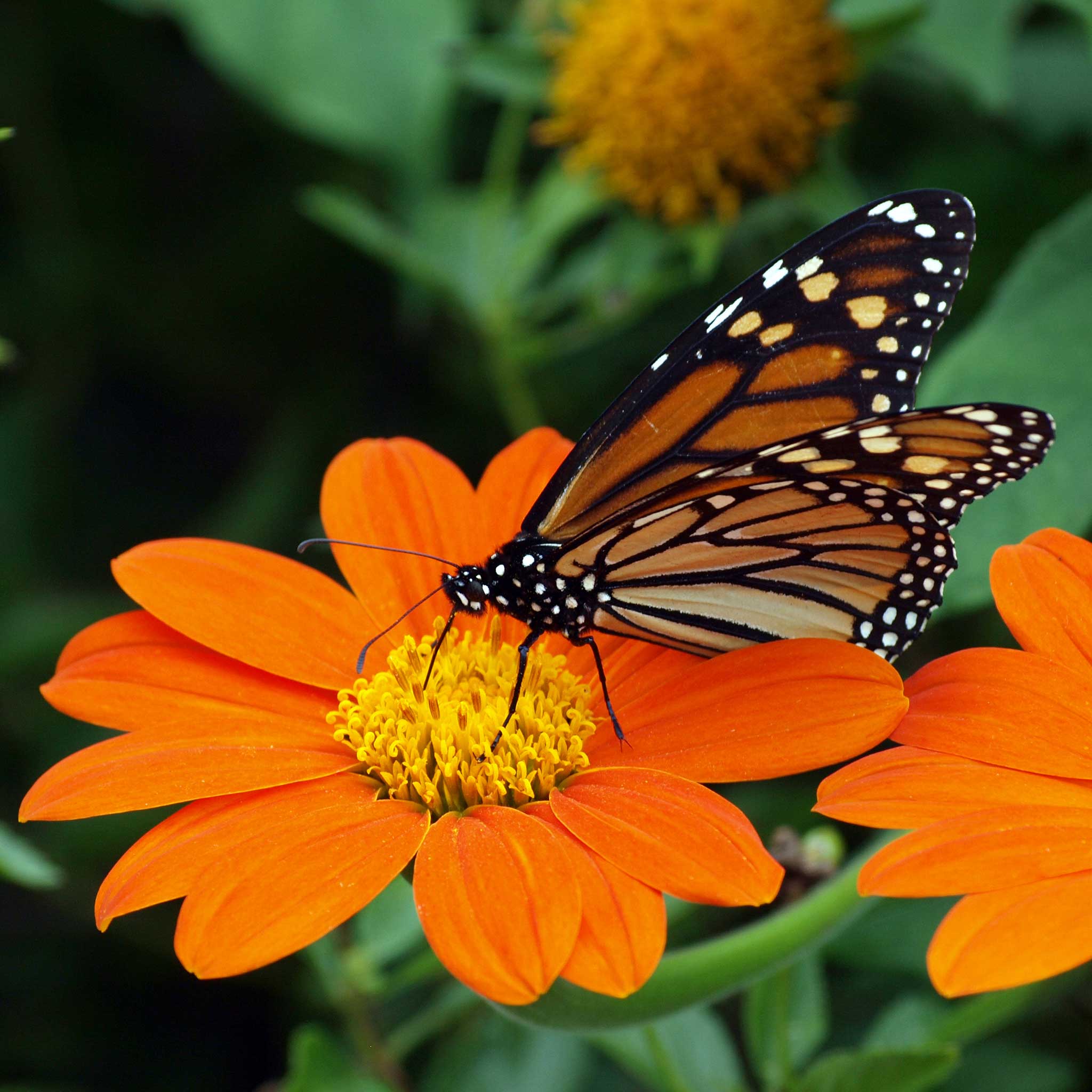 seeds and flower bulbs that attract pollinators