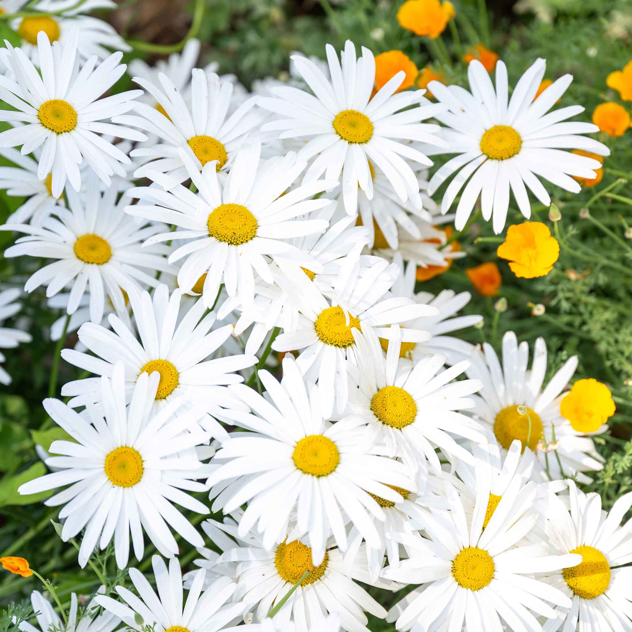 daisy seeds