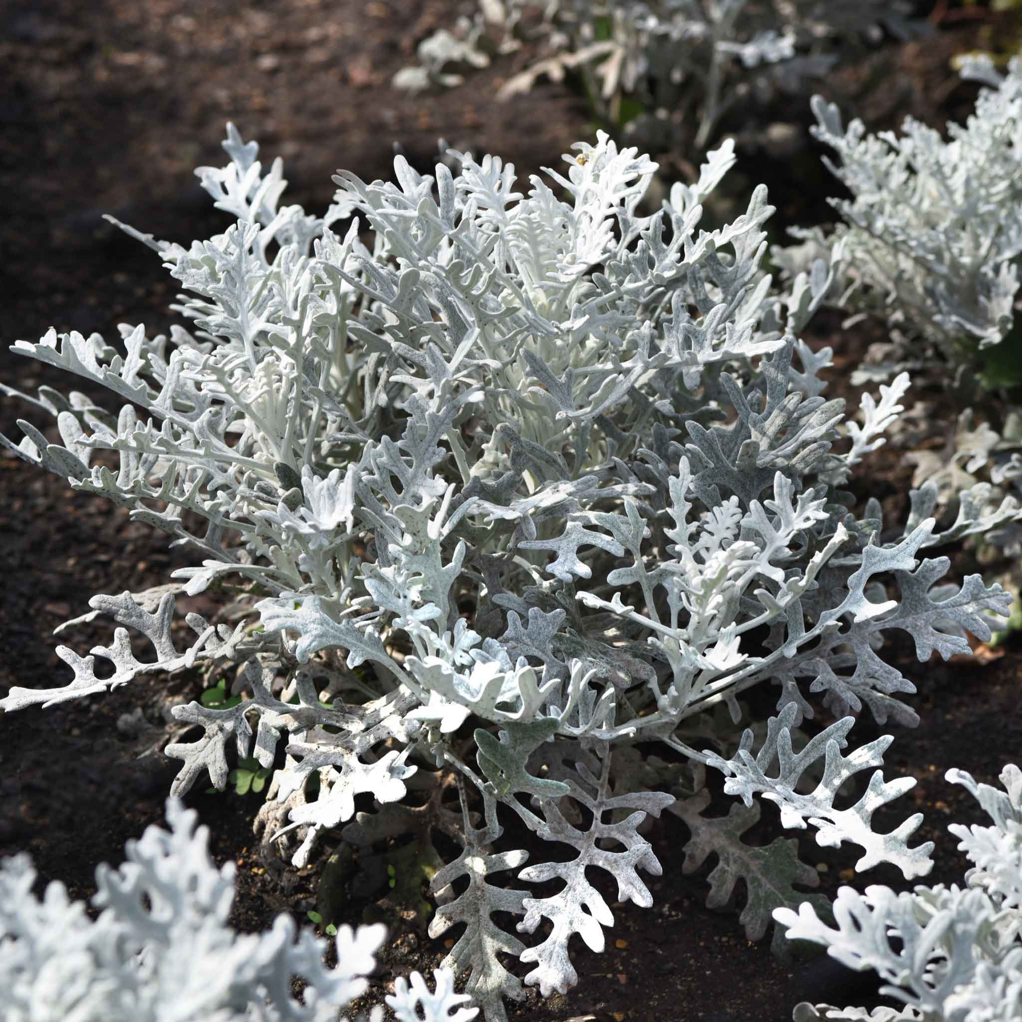 dusty miller seeds