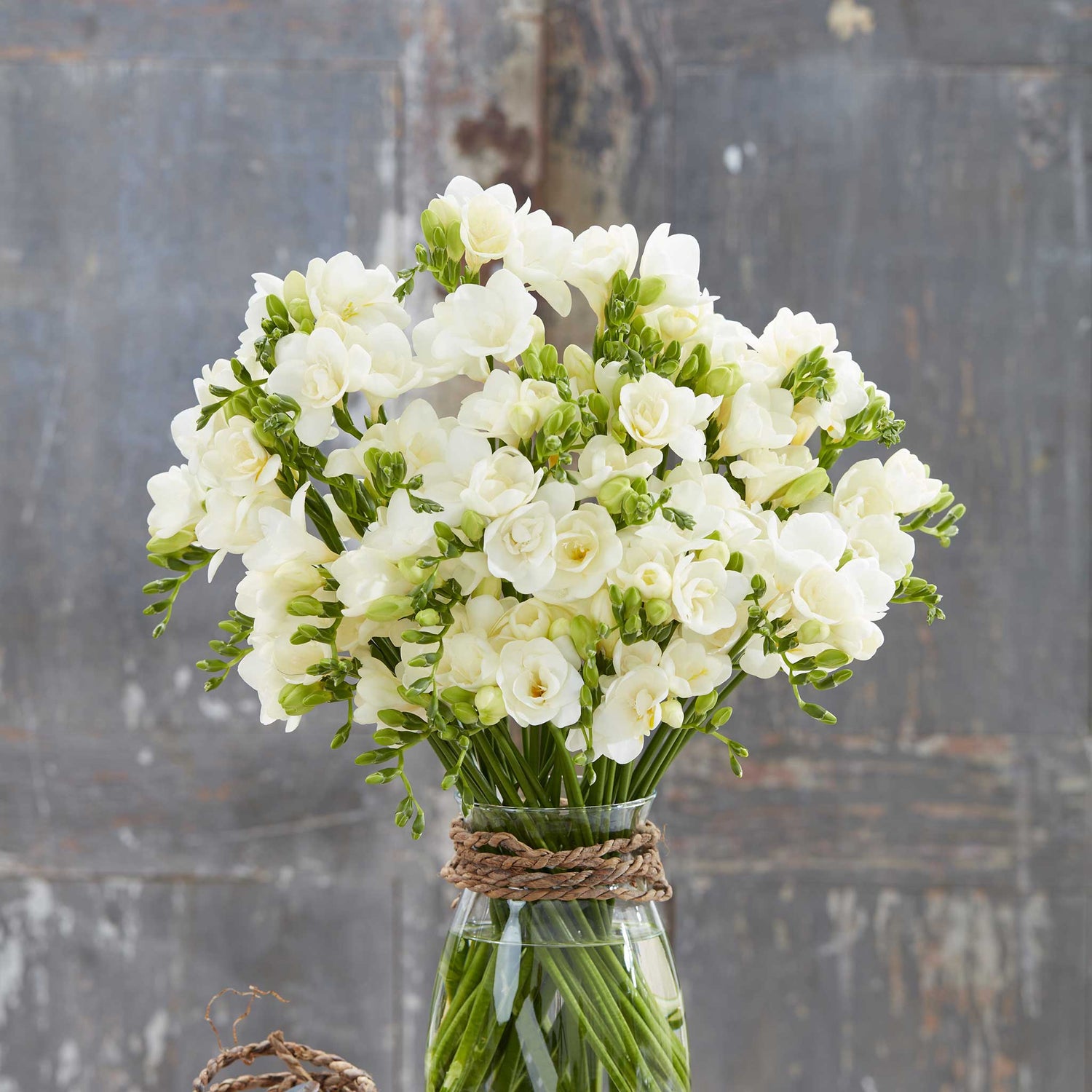 Freesia Bulbs