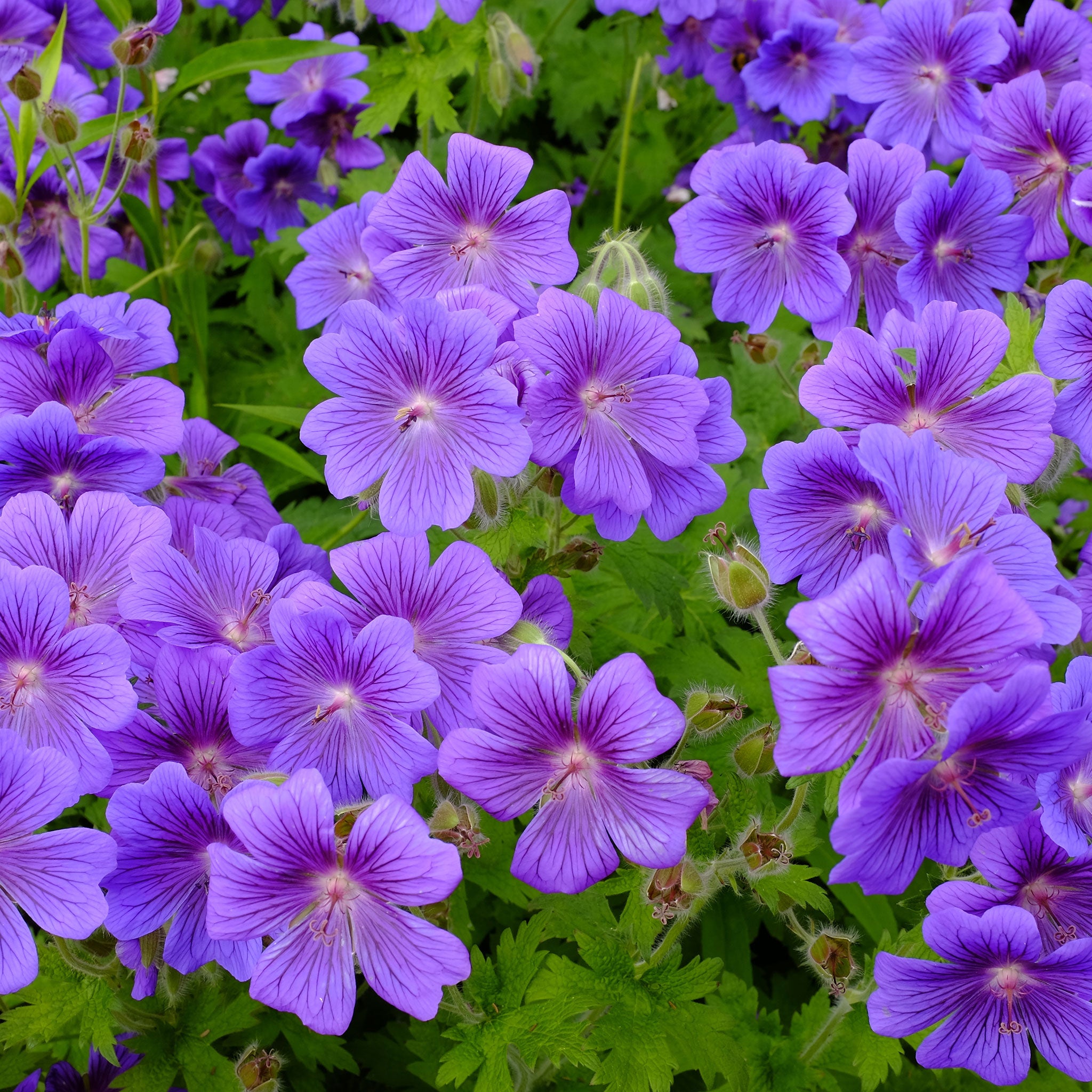 geranium roots