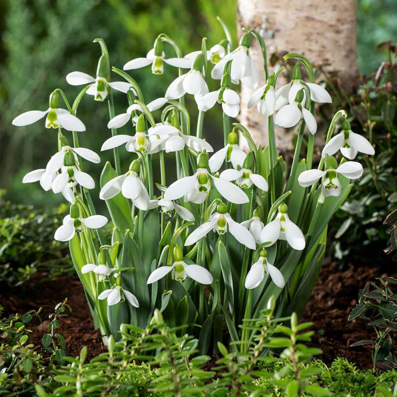 Snowdrop Bulbs