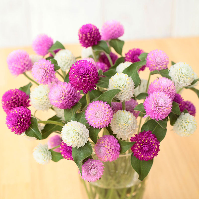 gomphrena seeds
