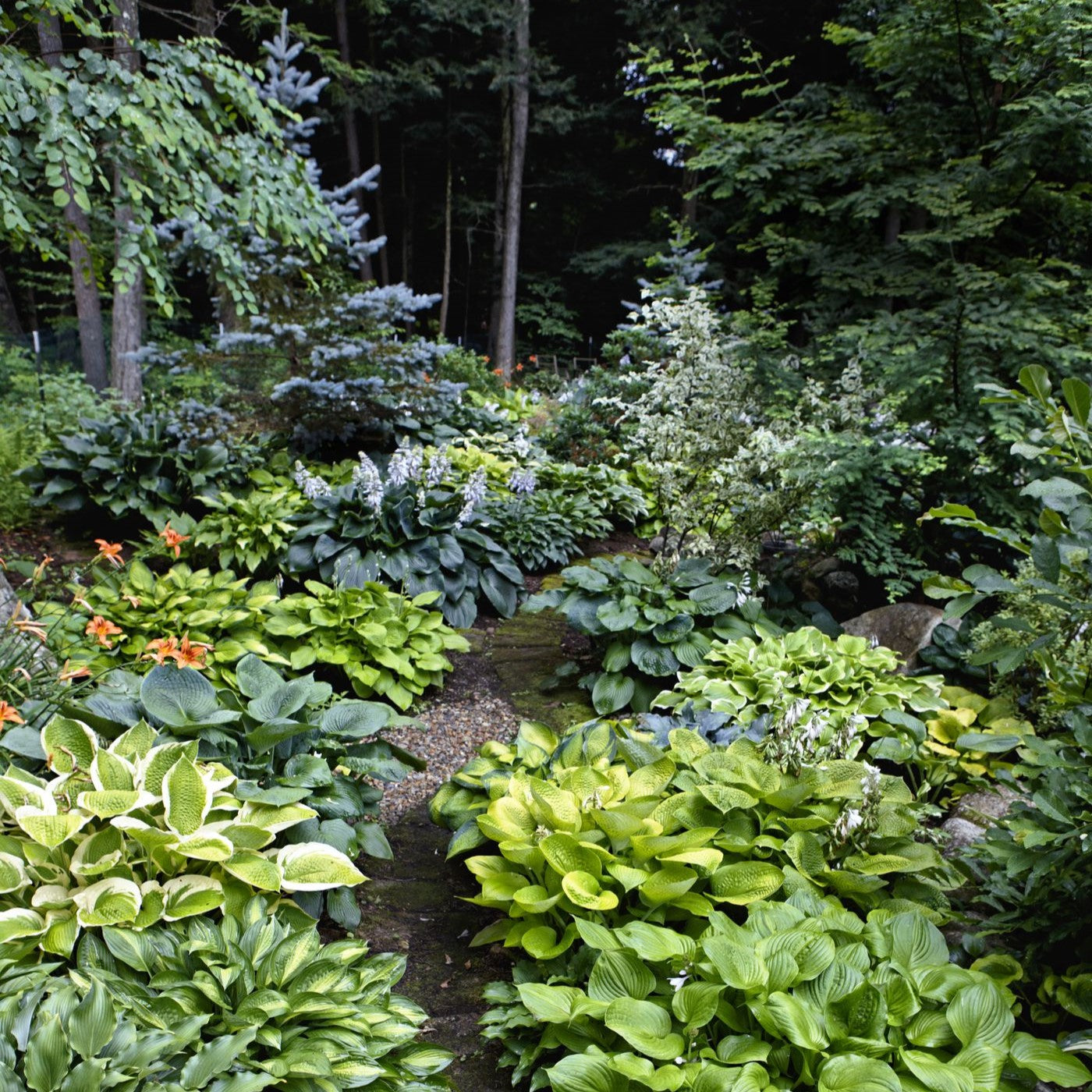 shady garden flower seeds & bulbs