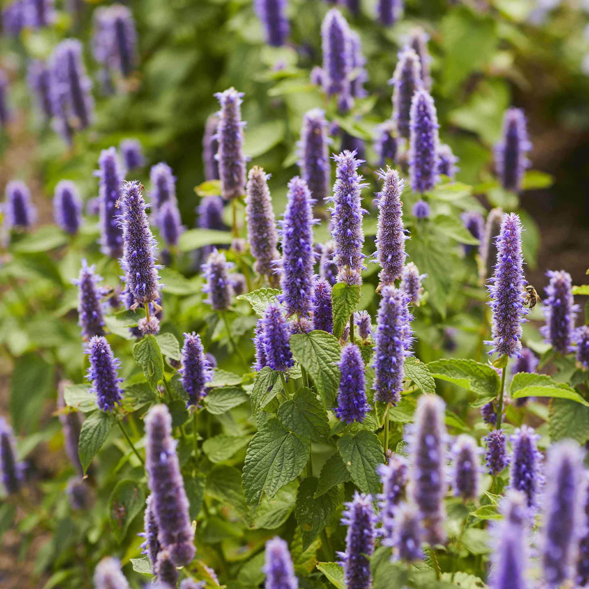 hyssop seed