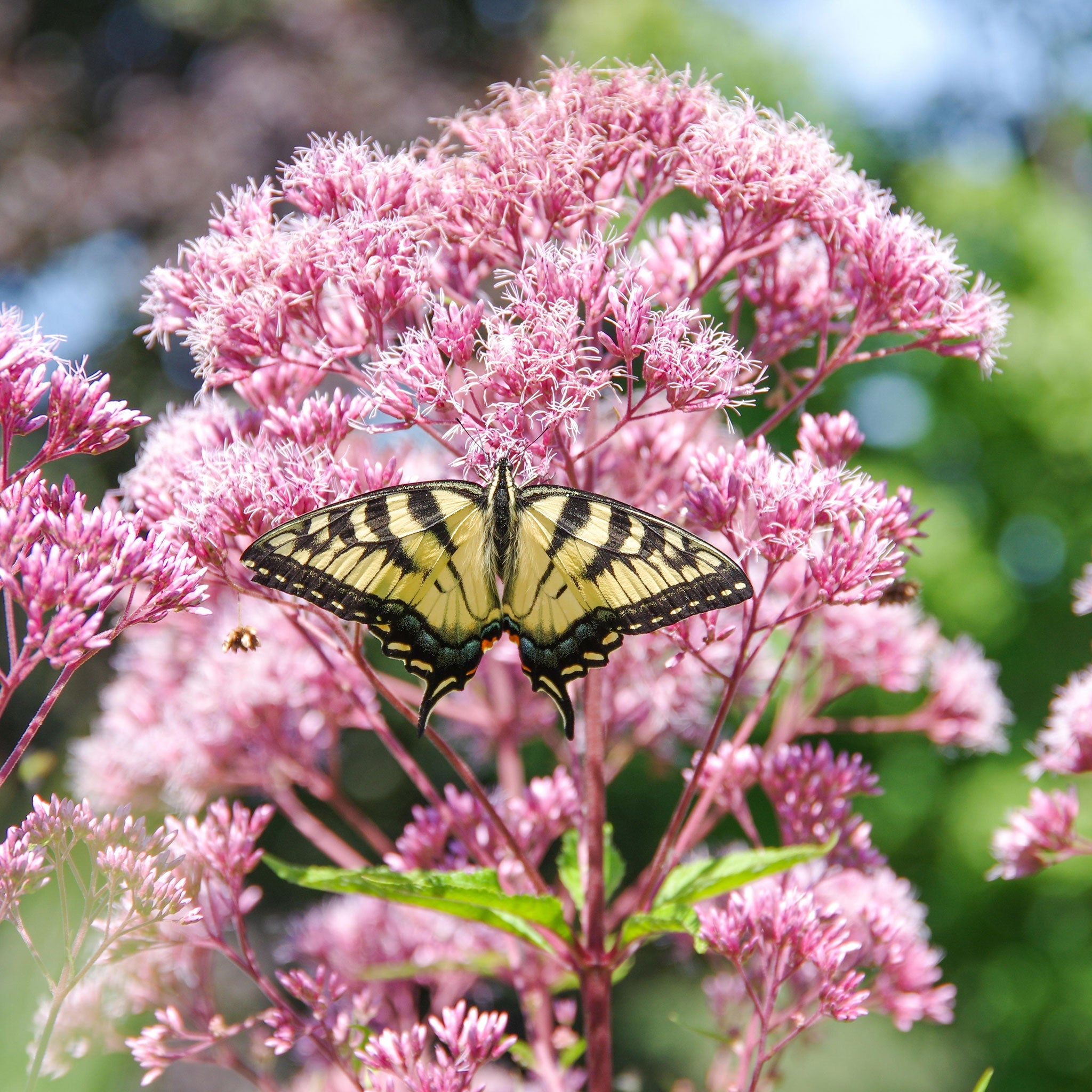 Joe Pye Weed Roots