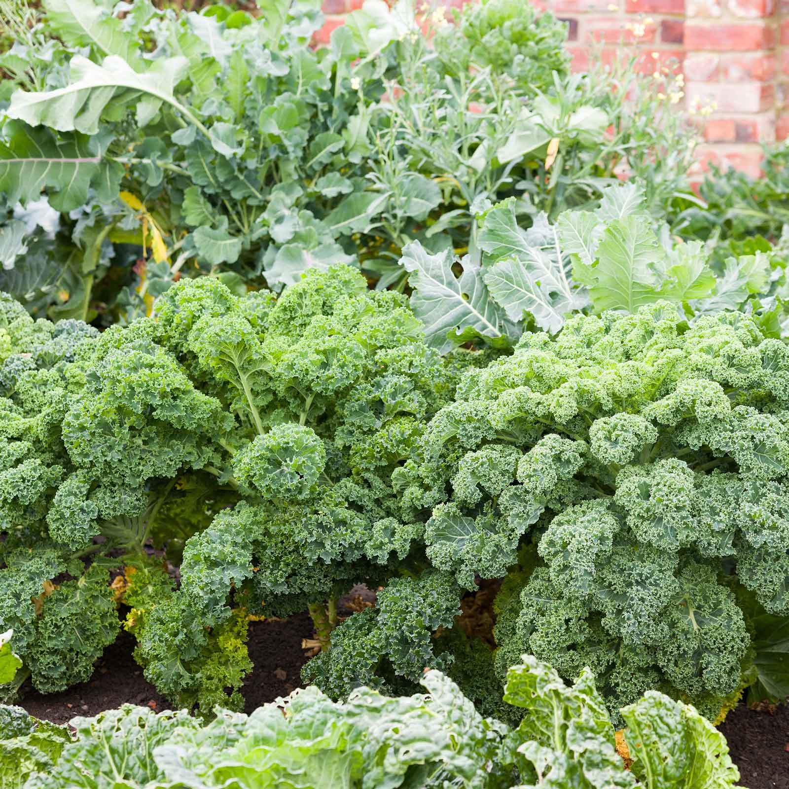 heirloom kale seeds