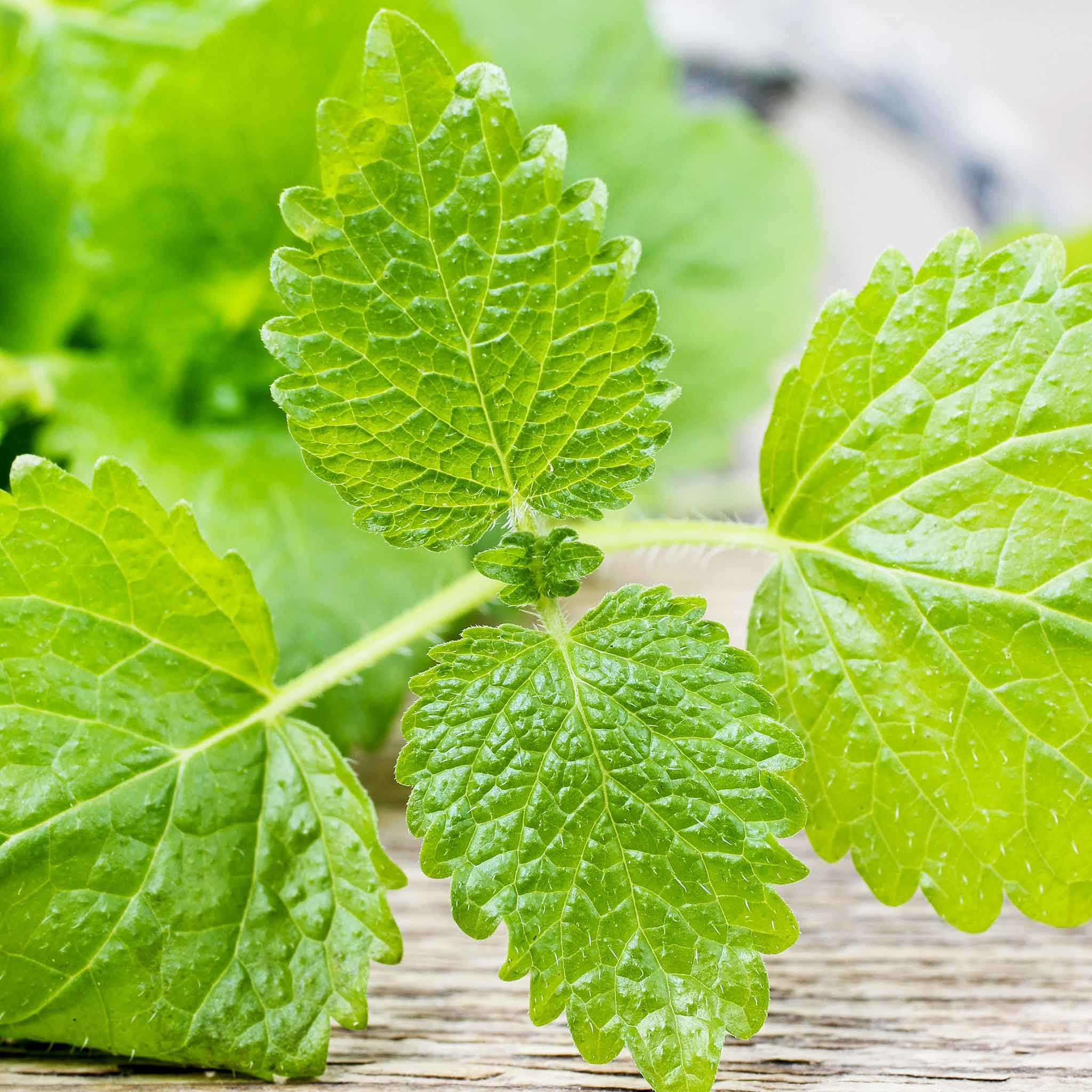 lemon balm seeds