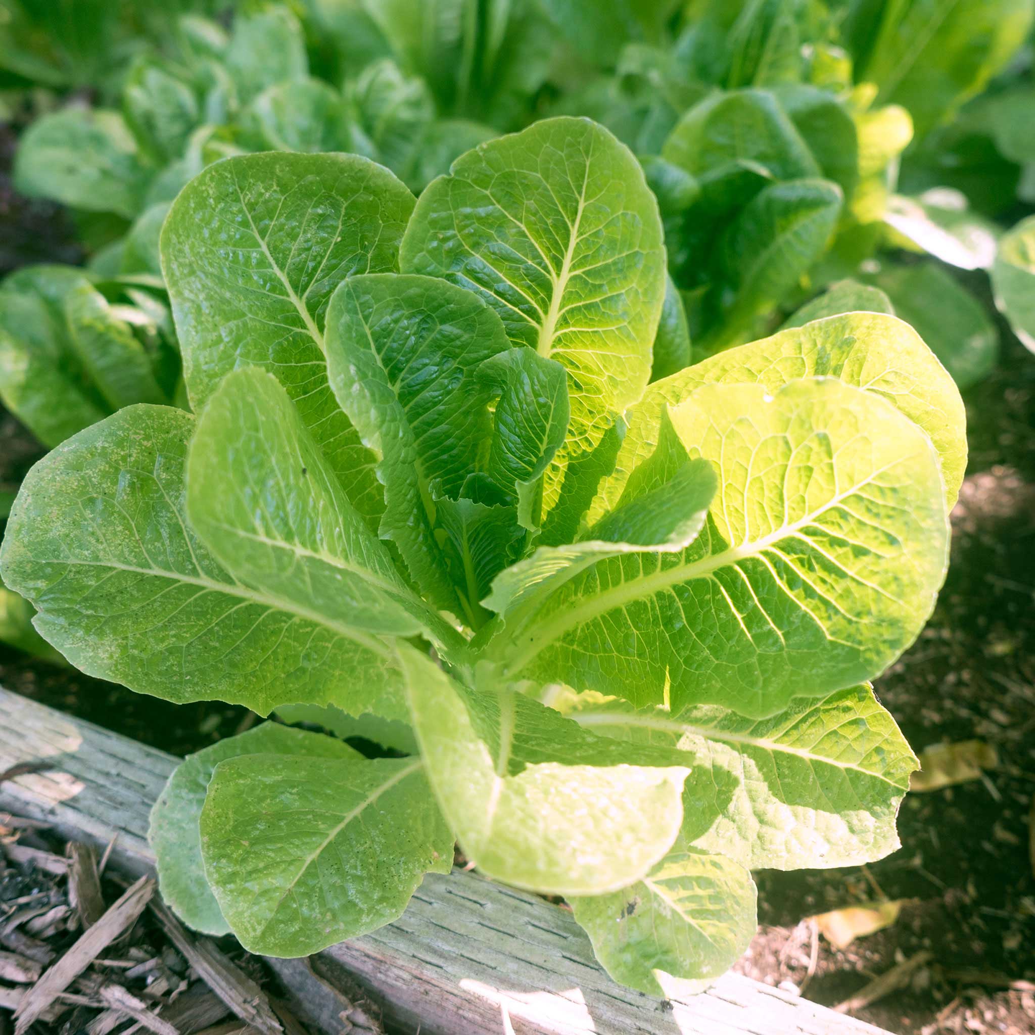 organic vegetable seeds