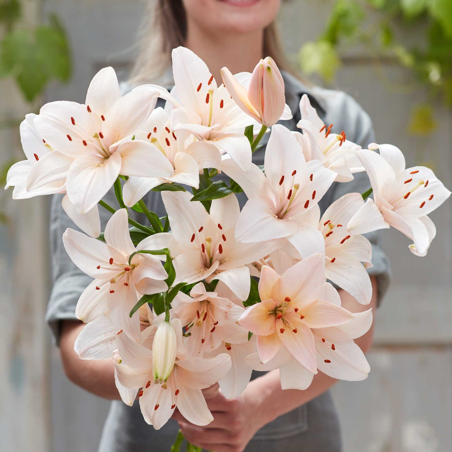 Lily Bulbs