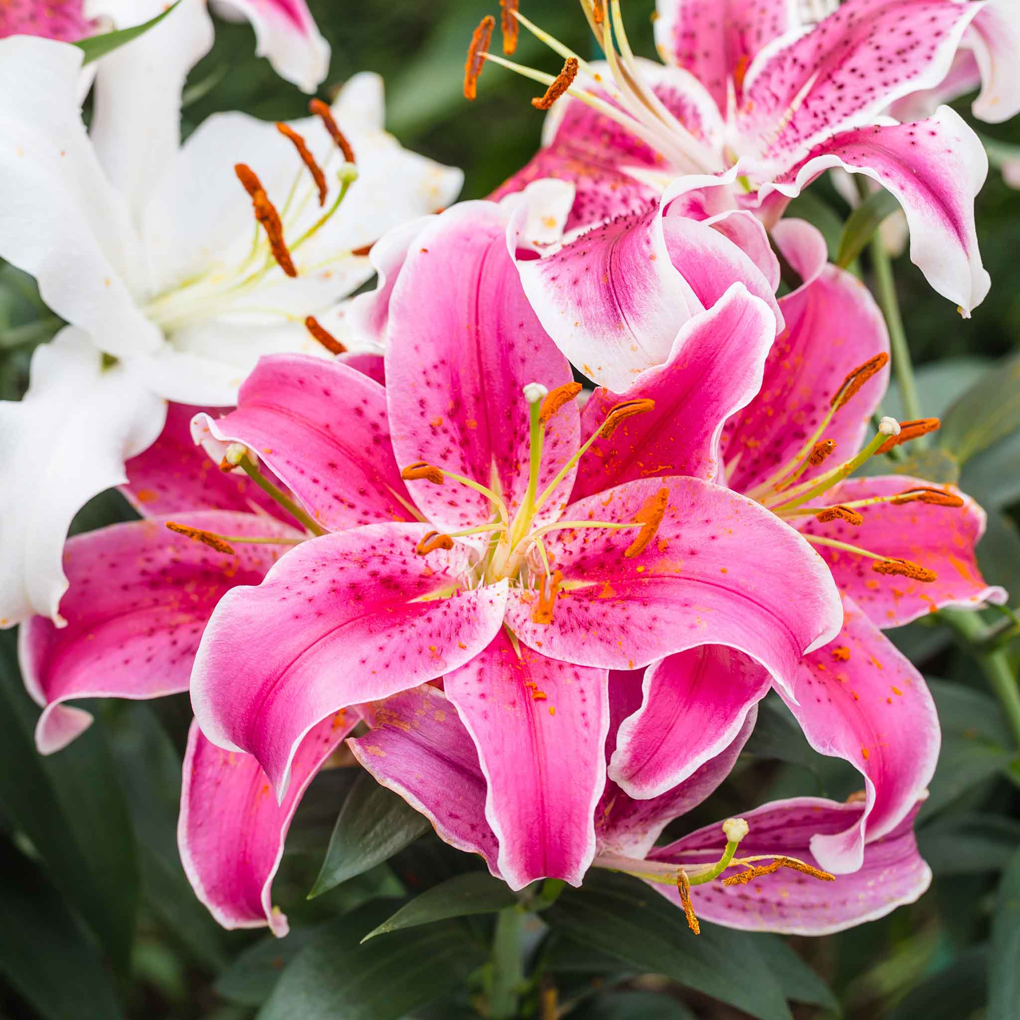 fragrant flower bulbs & seeds